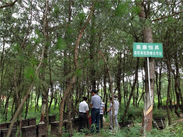 有机蜂场