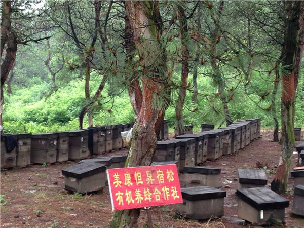 有机蜂场